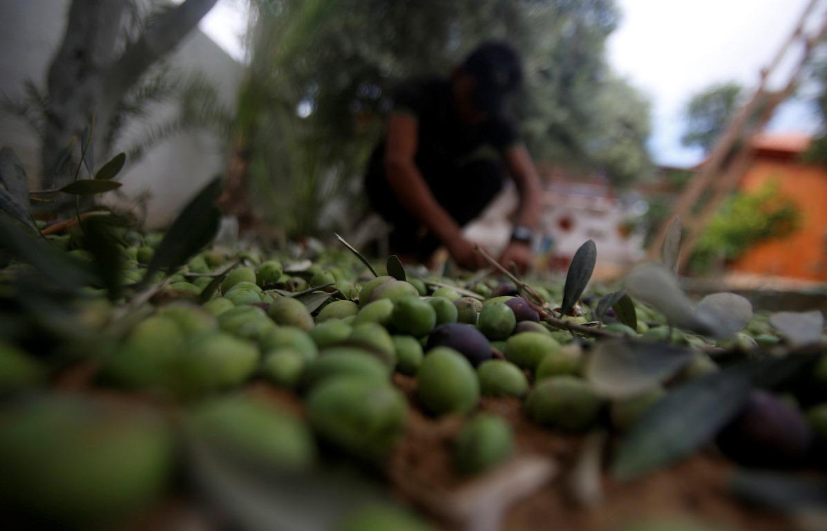 بدء موسم قطف الزيتون في مدينة غزة