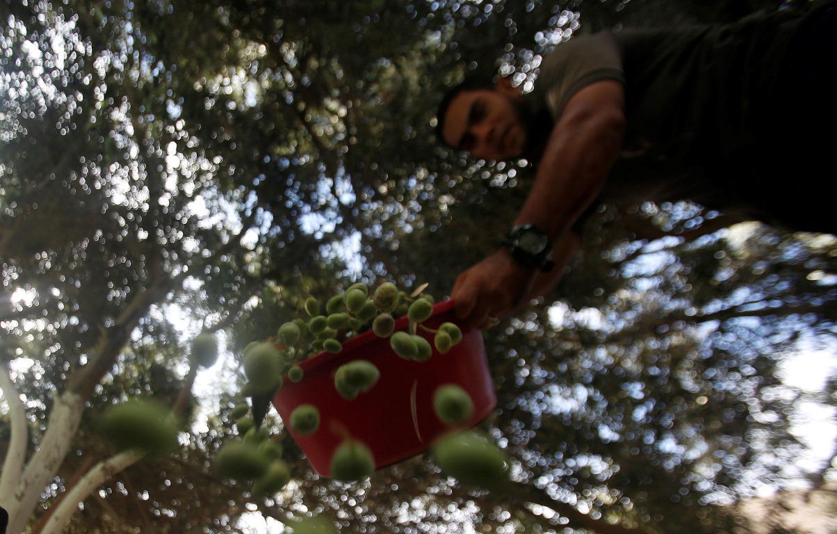بدء موسم قطف الزيتون في مدينة غزة