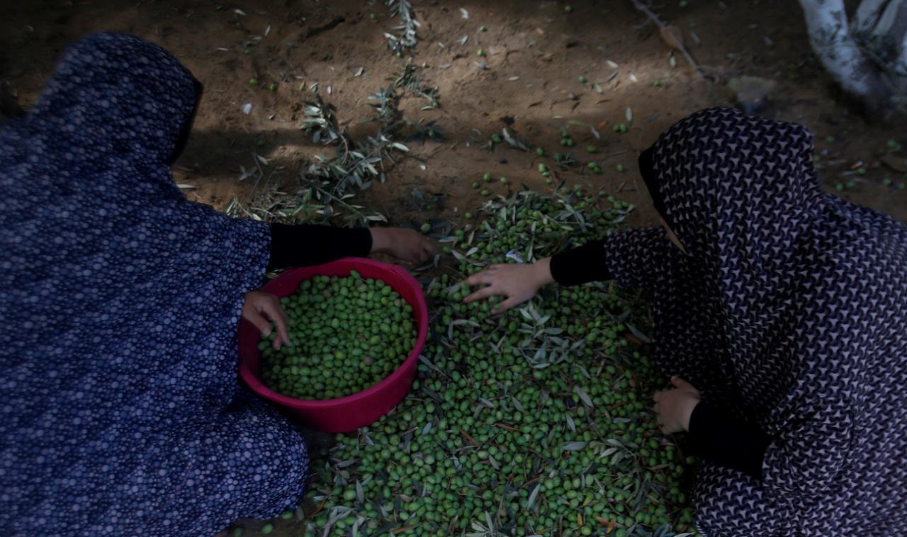 بدء موسم قطف الزيتون في مدينة غزة
