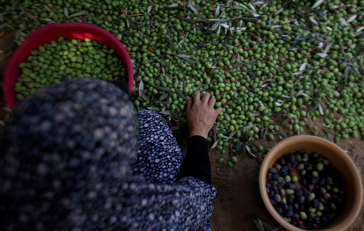 بدء موسم قطف الزيتون في مدينة غزة