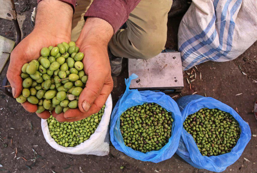 بدء موسم قطف الزيتون في مدينة غزة