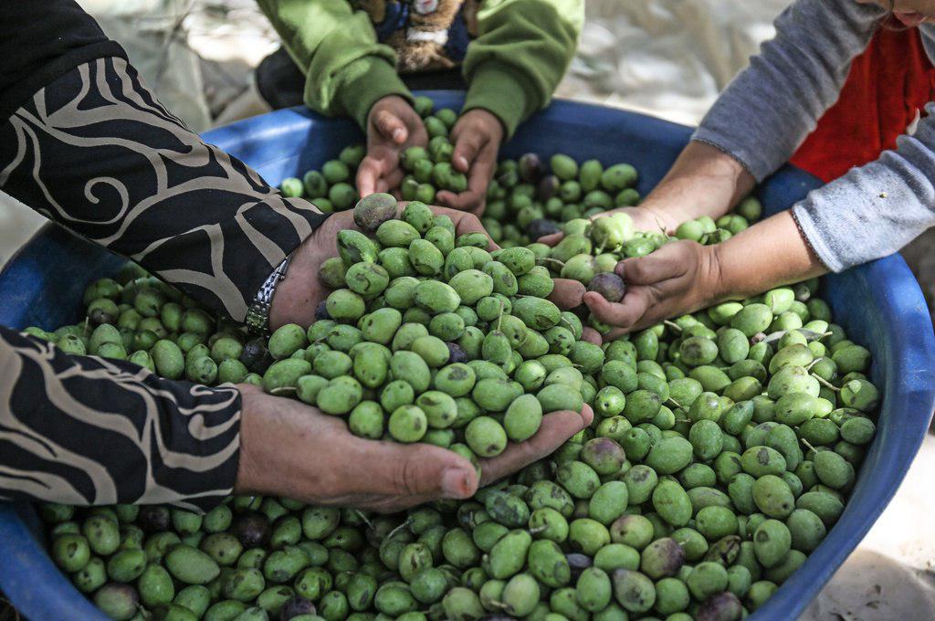 بدء موسم قطف الزيتون في مدينة غزة
