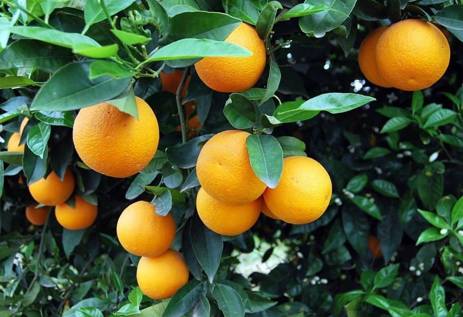 موسم قطف البرتقال في قطاع غزة.