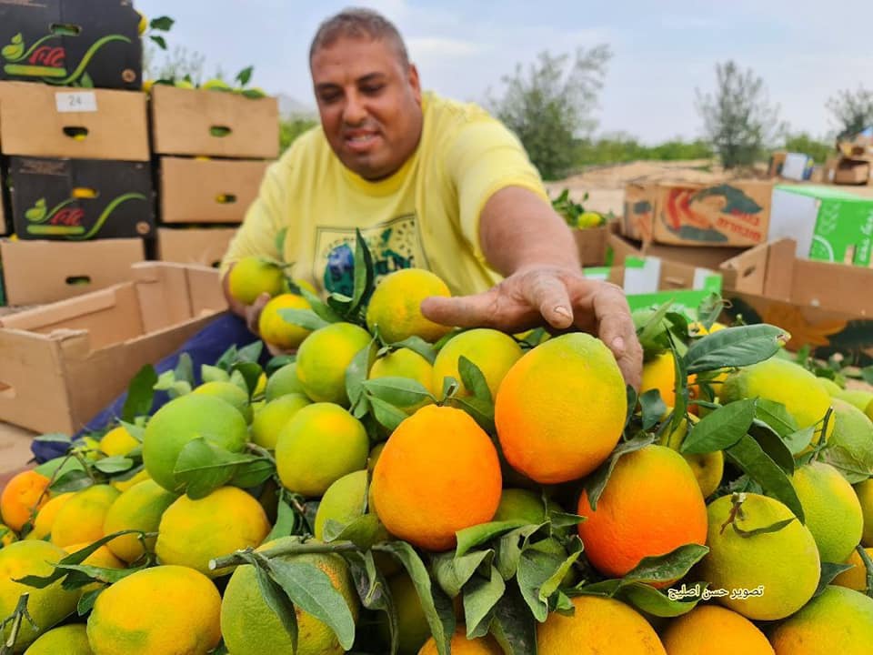 موسم قطف البرتقال في قطاع غزة.