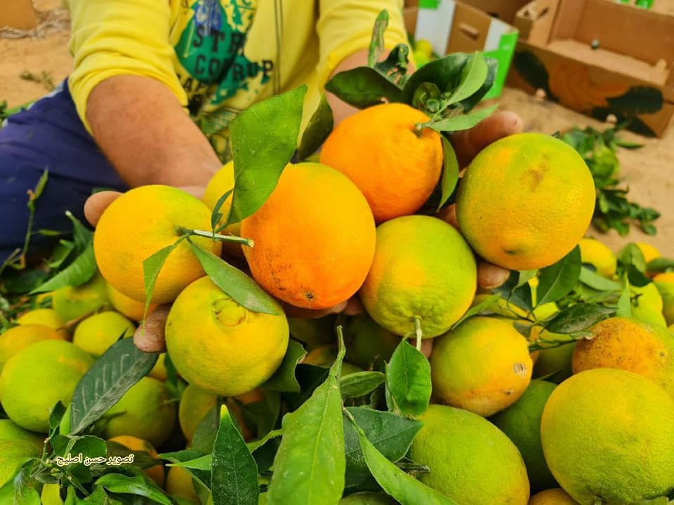 موسم قطف البرتقال في قطاع غزة.