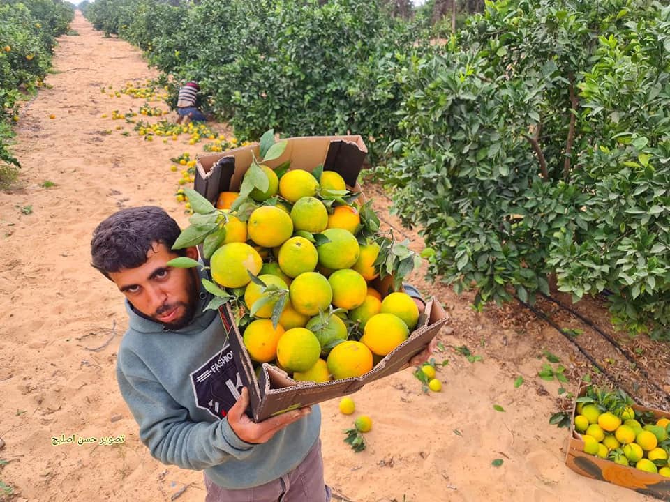 موسم قطف البرتقال في قطاع غزة.