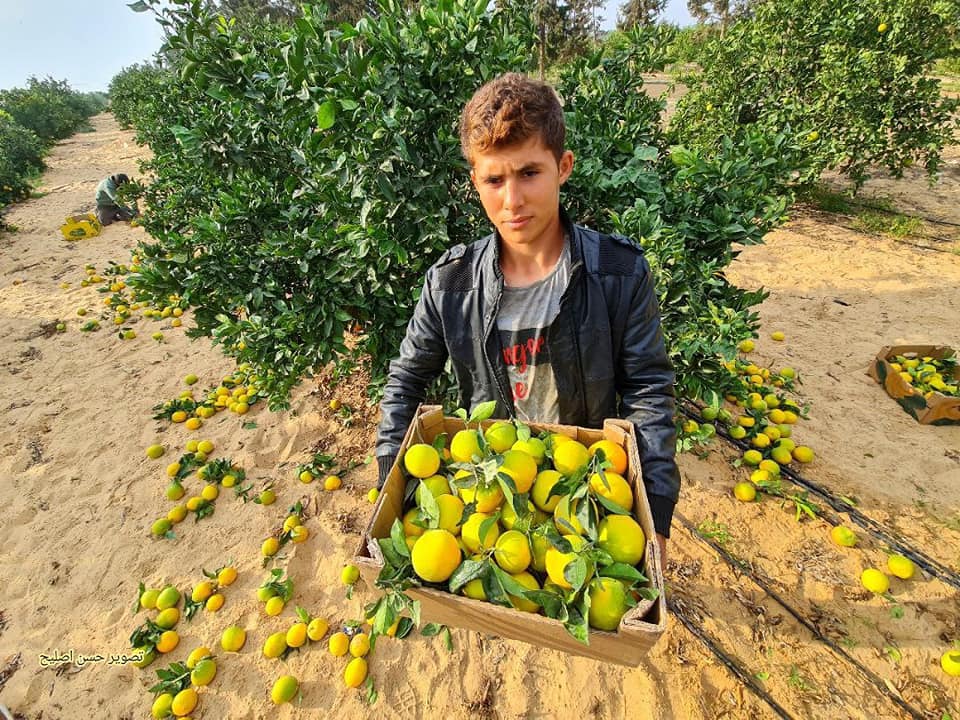 موسم قطف البرتقال في قطاع غزة.