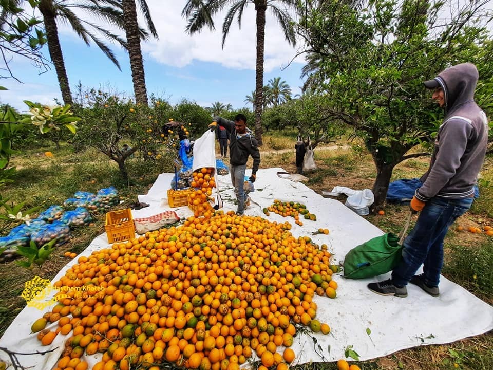 موسم قطف البرتقال في قطاع غزة.