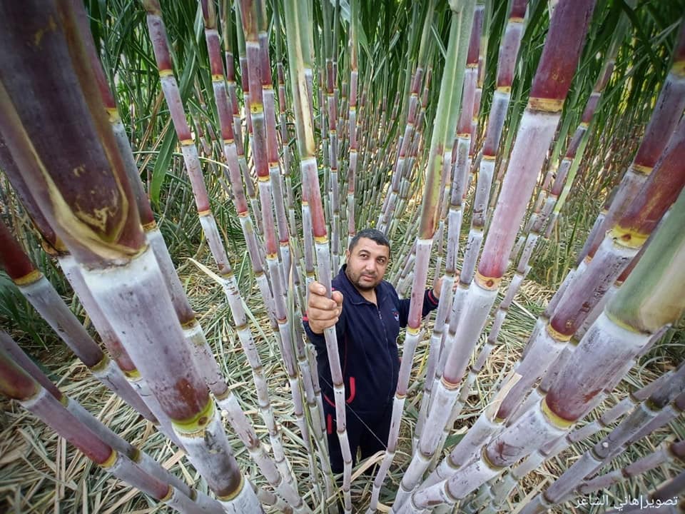 حقول قصب السكر شمال قطاع غزة.
