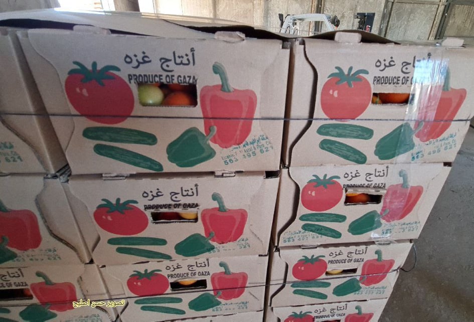 مزارعو غزة يجهزون خضرواتهم لتصديرها بعد منع إسرائيلي دام أسابيع
