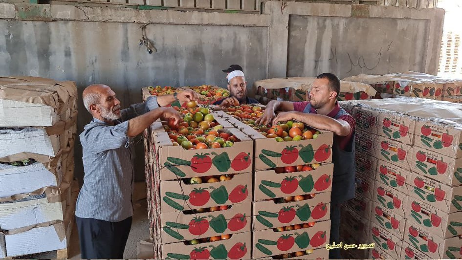 مزارعو غزة يجهزون خضرواتهم لتصديرها بعد منع إسرائيلي دام أسابيع