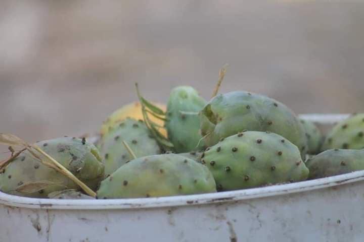 موسم جني الصبر بفلسطين