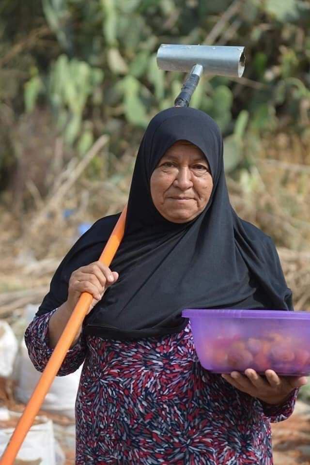 موسم جني الصبر بفلسطين