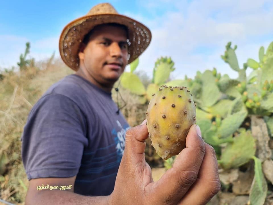 موسم جني الصبر بفلسطين