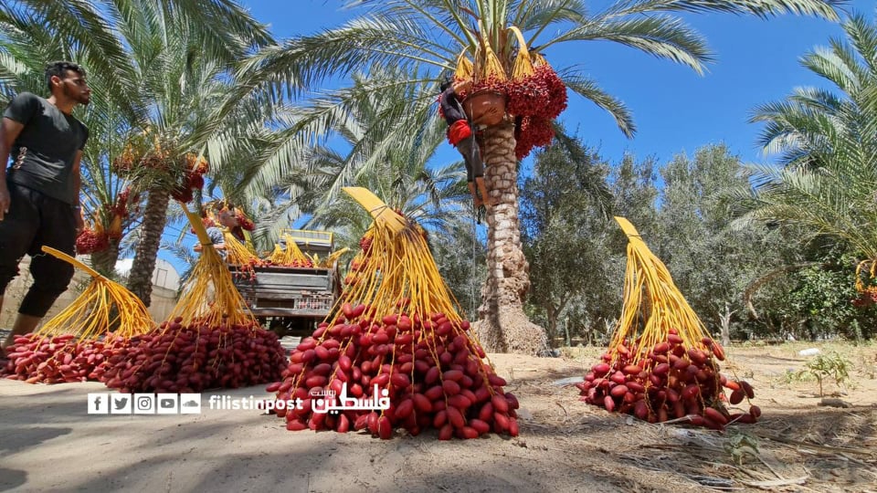 موسم جني ثمار البلح