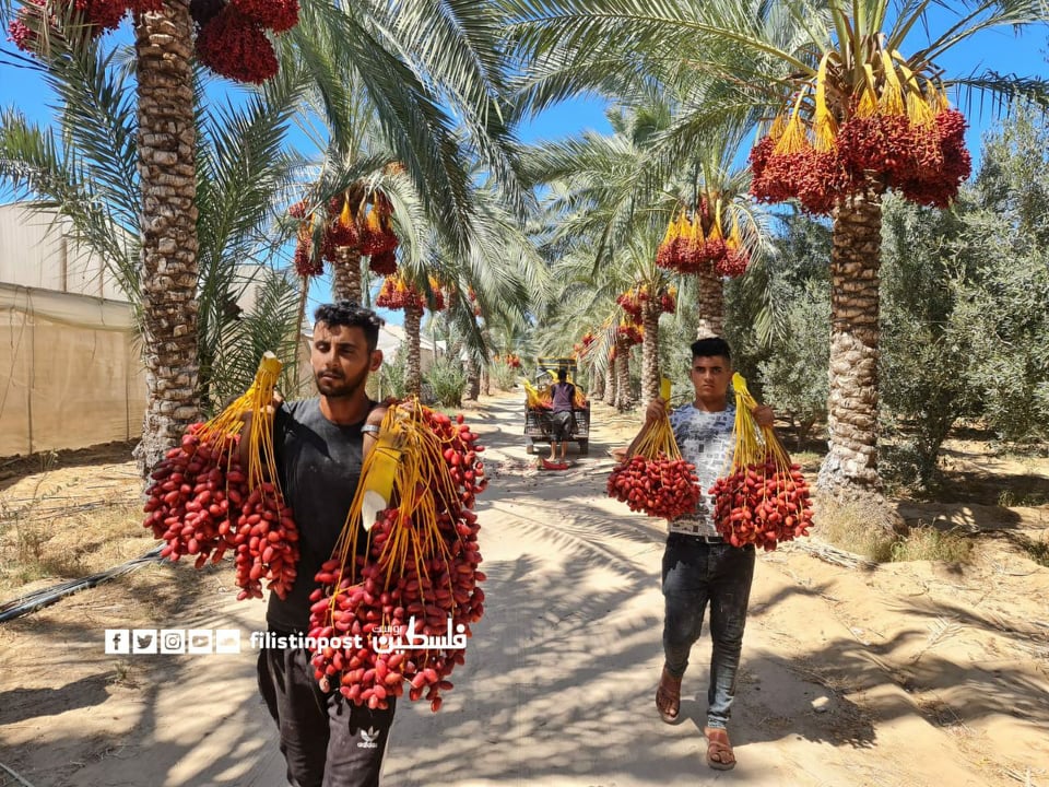 موسم جني ثمار البلح