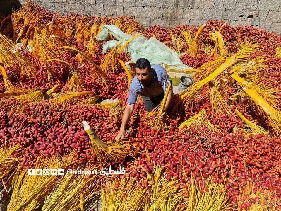 موسم جني ثمار البلح