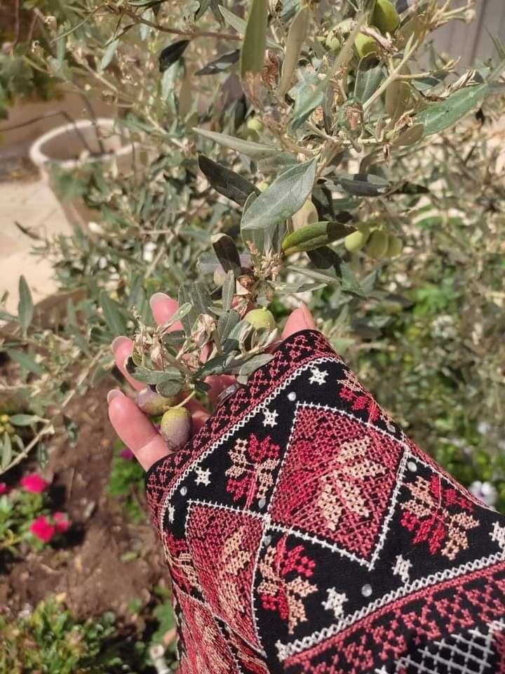 موسم قطف الزيتون بفلسطين