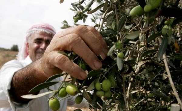 موسم قطف الزيتون بفلسطين