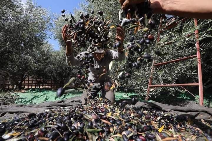 موسم قطف الزيتون بفلسطين
