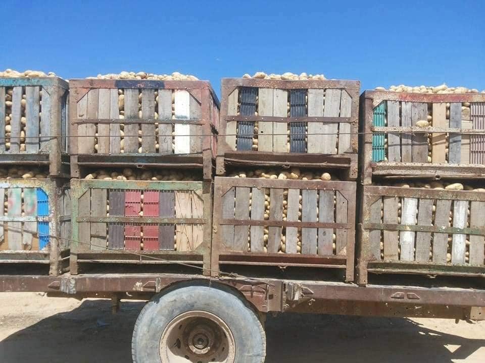 جني البطاطا في قطاع غزة 