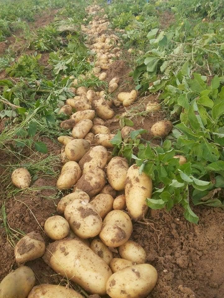 جني البطاطا في قطاع غزة 