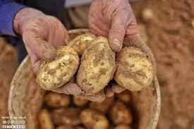 جني البطاطا في قطاع غزة 