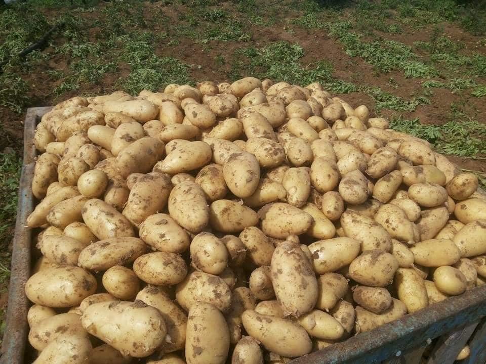 جني البطاطا في قطاع غزة 