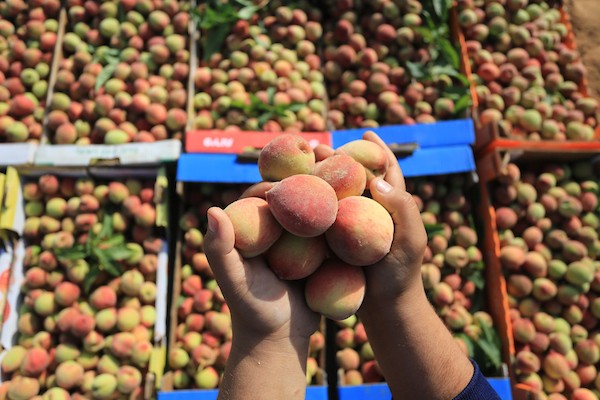 موسم حصاد فاكهة الصيف 
