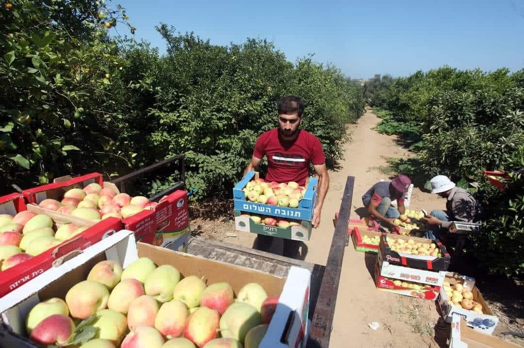 حصاد التفاح في بيت لاهيا شمال قطاع غزة