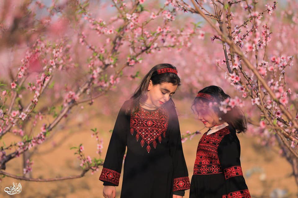 تفتح أزهار ثمار الخوخ في إحدى مزارع  مدينة غزة 